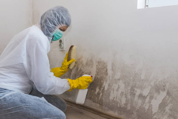 Best Black Mold Removal  in Franklin Lakes, NJ